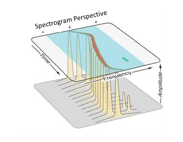Spectrograms show spectral activity over time with amplitude indicated by color